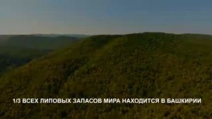 Башкирский мёд - Дикий мёд. Там, где производится самый вкусный мёд на свете