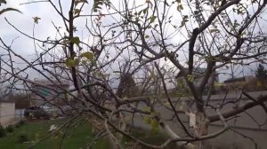 Обрезка яблони с безлидерной формировкой чашей