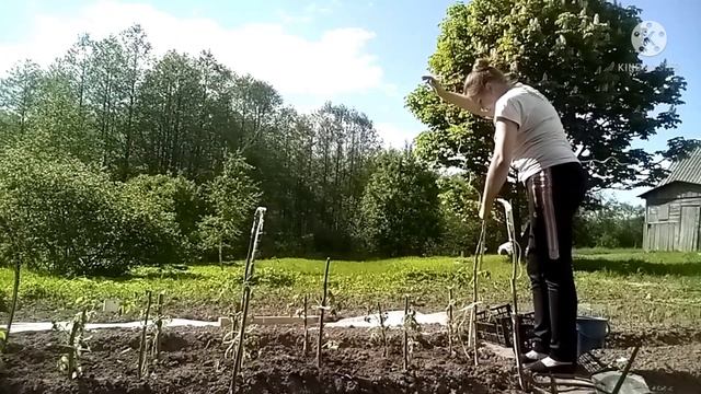 Сделала необычные оригинальные дуги для парника своими руками из подручного материала. смотреть онлайн