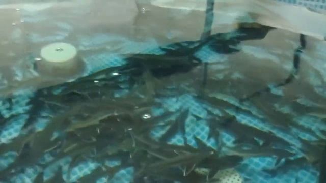 Caviar Factory Acipenser Ruthenus 16 months Romania смотреть онлайн