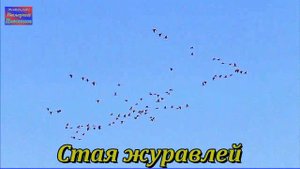 NOSTALGIA, Вадим Наместников - Стая журавлей