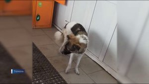 Соседи написали заявление в полицию на избившего собаку тюменца