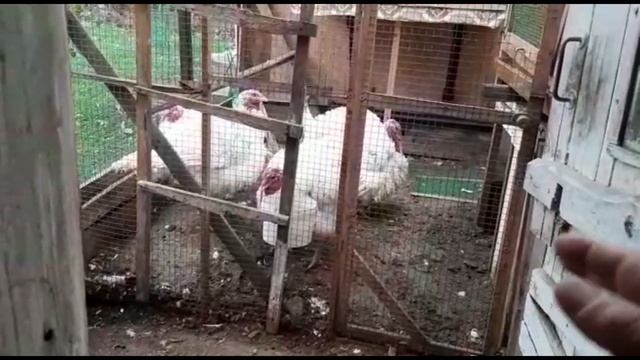 Как определить КУРИЦУ которая НЕ НЕСЕТСЯ.