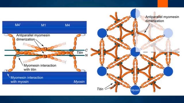 Физиология мышц. Часть I: строение мышечного волокна. Структура миофибрилл