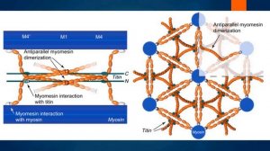 Физиология мышц. Часть I: строение мышечного волокна. Структура миофибрилл