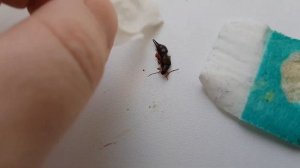 Страшное насекомое в доме ? Двухвостка откуда и сколько их?