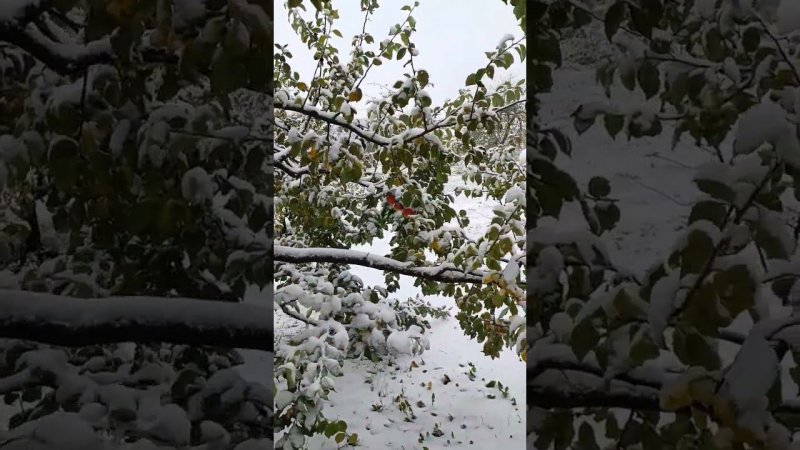 Яблоки в снегу! Яблоки на даче в саду. Блог о  саде.