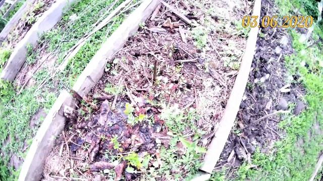 Выращивание голубики. Подкисление голубики садовой цитратом железа смотреть онлайн