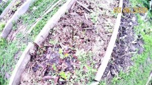 Выращивание голубики. Подкисление голубики садовой цитратом железа