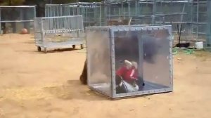 медведь нападает на человека,шок!!