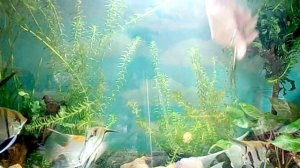 Прополка и установка Элодеи