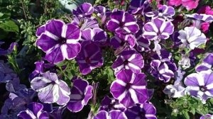 ЦВЕТУЩИЙ дворик 2022 | ампельная петуния