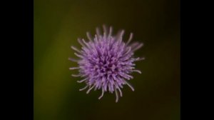 Tavaszi szél vizet áraszt guitar&piano