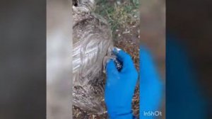 Как отмыть бидон после масла без лишних усилий