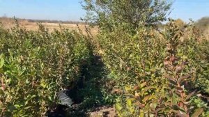 Осенние изменения голубики, чем кормить голубику осенью, пересадка голубики