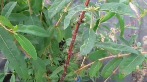 Обзор среднепоздних сортов жимолости на 20 06