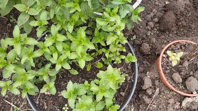 Уголок с лекарственными и пряными травами на даче. Конкретные советы по организации. Часть I смотреть онлайн