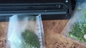 Готовим соус "а ля" Песто! из чесночных стрелок с базилика.