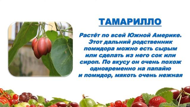 Экзотические фрукты Южной Америки