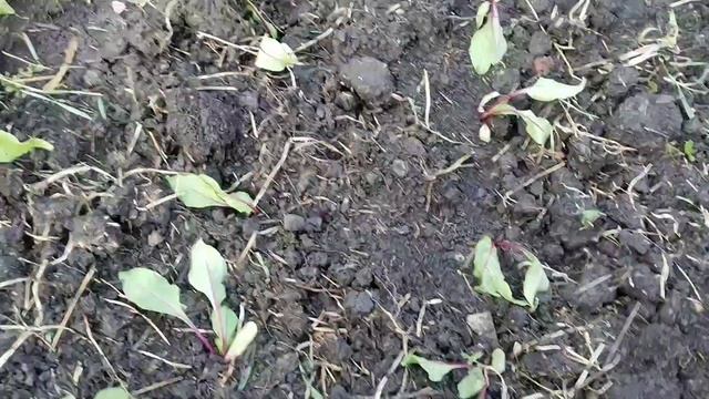 Корчуем сливовый лес ? смотреть онлайн