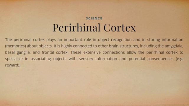 Perirhinal Cortex | Biology | Student For Life