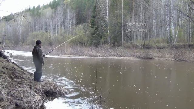 Хариус ломает удочку. Ловля хариуса. Видео высокой чёткости. Рыбалка. grayling Рыбалка ловля хариус