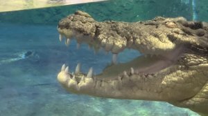 крокодил в аквариуме Dubai mall,06.01.23