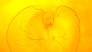 ДЕНЬ 1 - ЗАРОДЫШ ЦЫПЛЕНКА В СТАКАНЕ