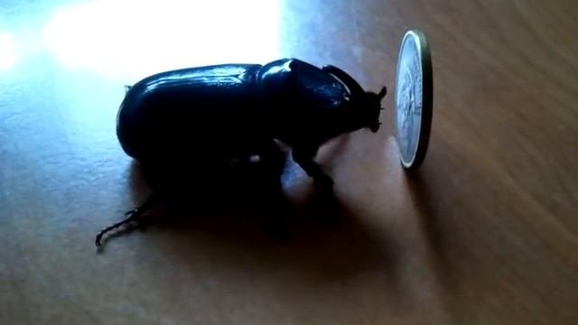 Oryctes Rhinoceros Beetle Pushing A Coin