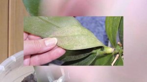 вредители насекомые на орхидее