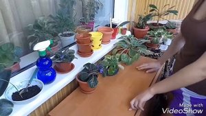 Фиалки. Уход за фиалками. Где лучше поставить фиалки. Освещение. Для начинающих.