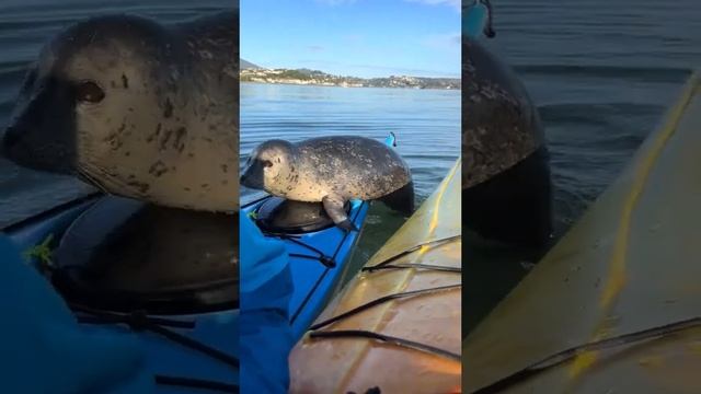 Seal Attacks Kayak!