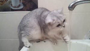 Британская шиншилла