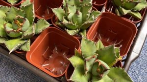 アガベ個人輸入 チタノタ祭/Agave Titanota(多肉植物、塊根植物、Succulents)