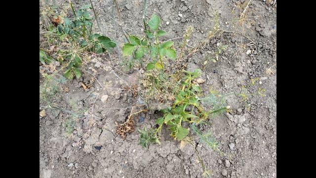 Выростет ли картофель из очисток смотреть онлайн