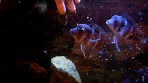 Аквариум с Фронтозами Бурунди. Кормление.