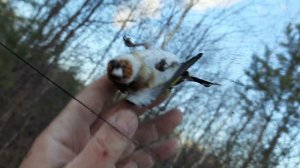 Ловля щеглов 23 октября 2021 год, подгатовка нового места.