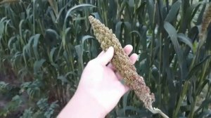 ВЫРАЩИВАЮ ЧУМИЗУ ДЛЯ ПОПУГАЯ . 1 ЧАСТЬ