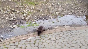 Как кричит песец, Whining baby Arctic fox