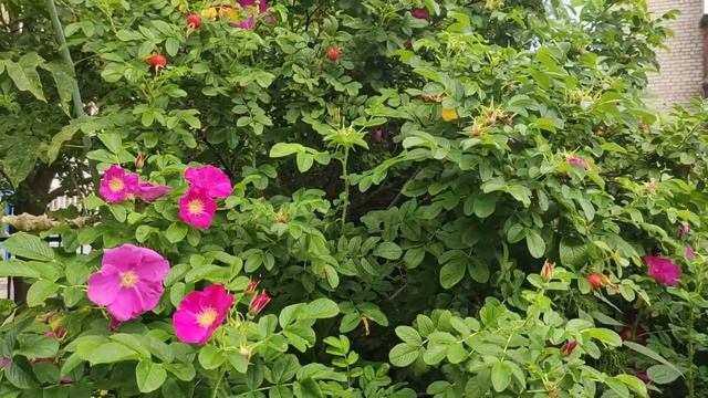 Почему кусты цветут осенью? смотреть онлайн