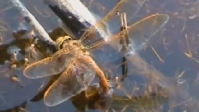 Размножение  насекомых с неполным превращением