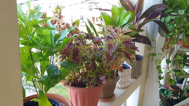 My favourite pink plants || My tropical balcony garden in the Caribbean смотреть онлайн