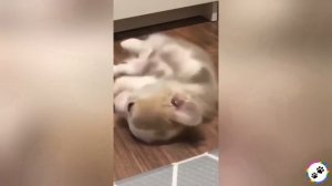 Забавные питомцы #65