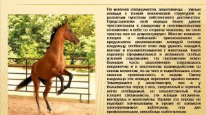 Ахалтекинец.