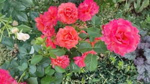 РОЗА ИЗИ ДАЗ ИТ (Easy Does It, Harkness, 2010)