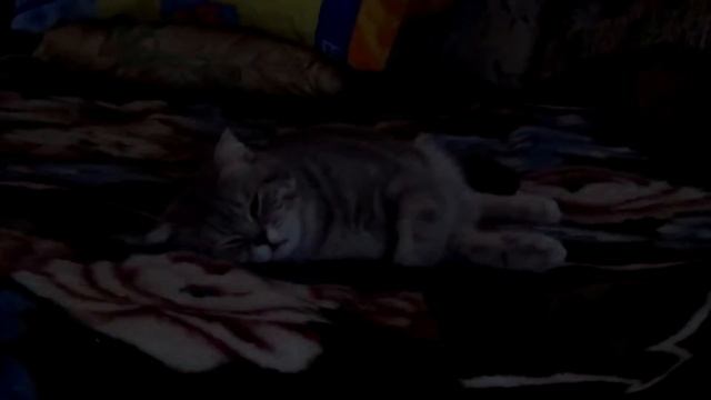 коту фунтику снятся кошмары смотреть онлайн