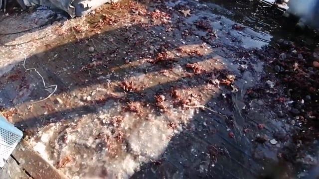 Постановка трала на кукумарию смотреть онлайн