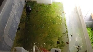 Нерест Гурами, Скалярий и новый фильтр для малька