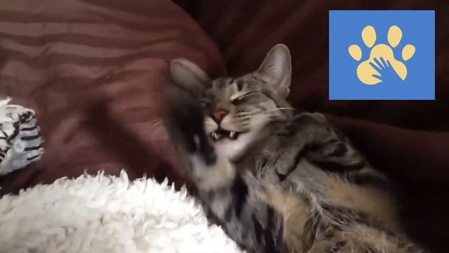 Юмор Для Поднятия Настроения | Помощь Животным | Толстенькие Котики | Приколы Дикие смотреть онлайн