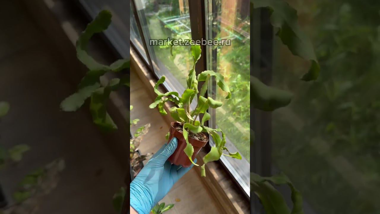 Эпифиллум Гватемальский Монстроза #растения #plants #эпифиллум
